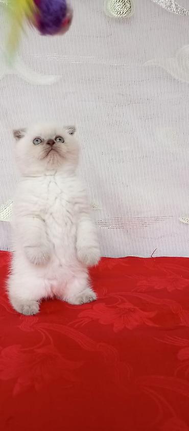 Pişiklər: Britan — 1