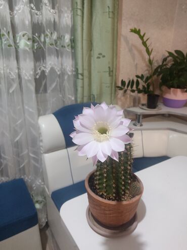 куплю комнатные цветы: Продам классный красивый эксклюзивный коллекционный кактус 🌵