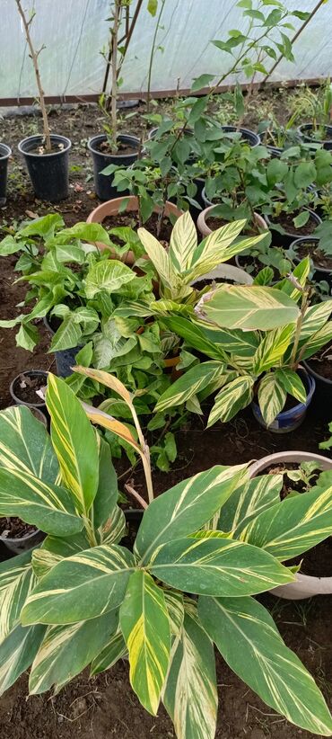 Otaq bitkiləri: Müxtəlif növ güllər satışdadır. Birinci şəkildə yarpaqları yaşıl və — 10