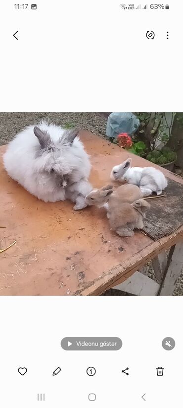 Dovşanlar: Angora tipli tüklü dovşanlar bala 8 manat - Növ: Uzun tüklü (Angora — 3