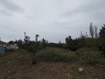 goycayda torpaq satilir: Kənd təsərrüfatı, Mülkiyyətçi, Kupça (Çıxarış) — 5
