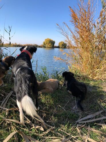 Отдам даром собаку: Щеноки бардер-колли, среднего размера . умные,домашние,мальчики.6 — 6