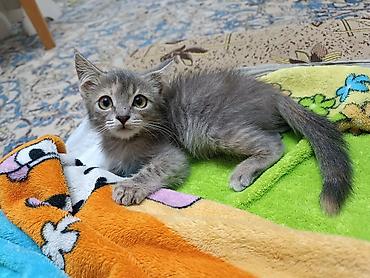 scotish fold: Кошка даром: Беспородная, 2 месяца, Девочка, Приучена к лотку — 3