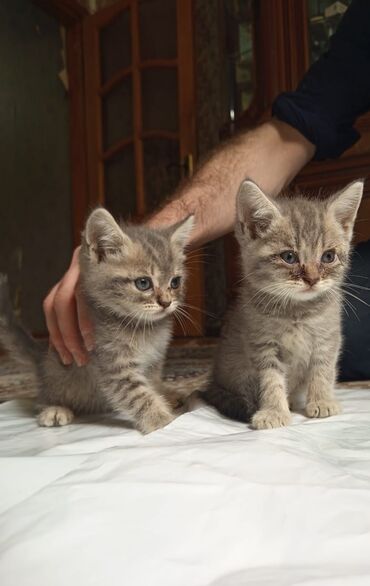 pişiyə verilən adlar: Erkək, Yaxşı əllərə, Ünvandan götürmə