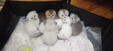 Pişiklər: Şotland, Dişi, Yaxşı əllərə, Ünvandan götürmə, Pulsuz çatdırılma, Ödənişli çatdırılma — 2