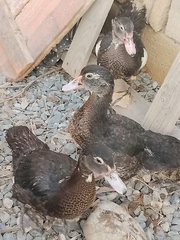 jersey inek satışı: Ördey qaz satilir 3 ay yarimliədilar — 3