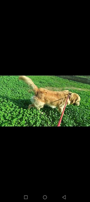 heyvan dermanlari: Retriever — 2