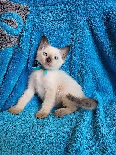 котята баку: Срочно! Всего 2 котенка. Продаются чистокровные Тайские котята — 4