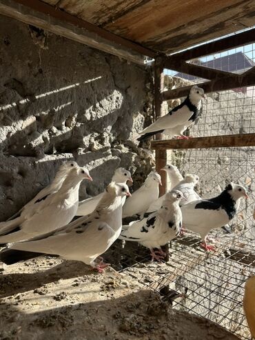 Птицы: Продаю голубей!!!! На фото представлены голуби разных пород. Цены на — 27