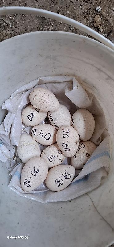 jersey cinsi: 2 ədəd erkək,3 ədəd dişi hazırda yumurta qoyurlar 10,15 günə kürt — 5