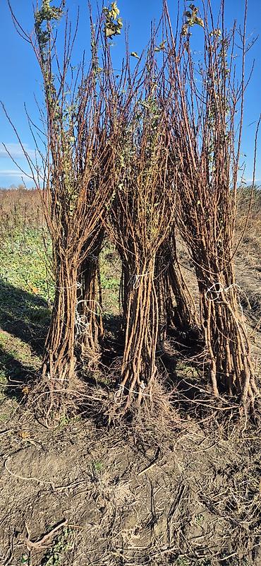 Tinglər: Meyvə və dekorativ ağac tingləri Təsvir: - Tərtər rayonu ərazisində — 2