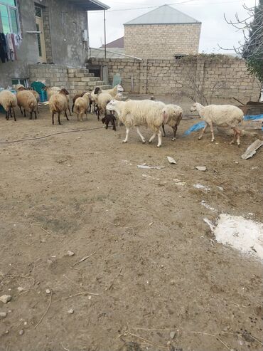 Qoyunlar, qoçlar: Qoyun sürüsü – yerli cinslərin qarışığı - Şəkillərdə kənd həyətində — 6