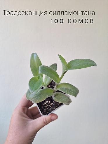 ремонт аквариума: 🌿 Комнатные растения/цветы (детки/молодые растения). 🪴 Названия и цены — 9