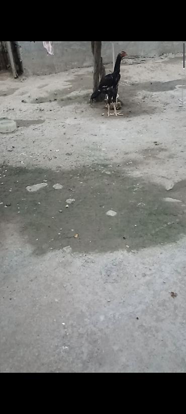 kənd xoruzu: Biri Atasdı birdə qardaşı riyal alcya məşq və döyüş purobu AYLACAQ 5 — 3
