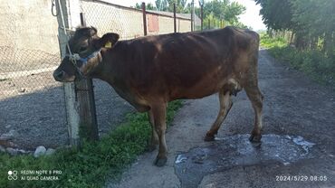 Коровы, быки: Продаю | Корова (самка) | Голштин, Швицкая | Для разведения, Для молока | Племенные, Стельные