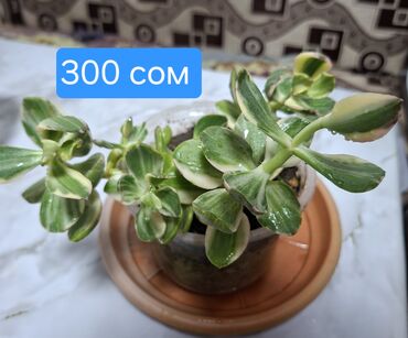 Другие комнатные растения: Продаю адениум — 8