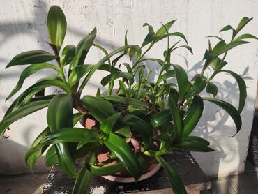Драцены и Сансевиерии: Домашние и комнатные цветы в горшках. Герань, Алоэ, долларовое дерево — 6