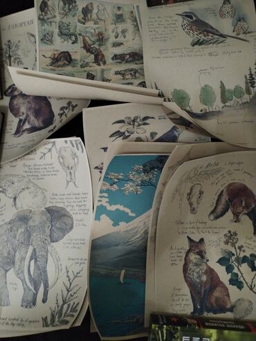 Şəkillər, tablolar: Məhsul: Təbiət mövzulu vintage üslubunda illüstrasiya posterləri — 11