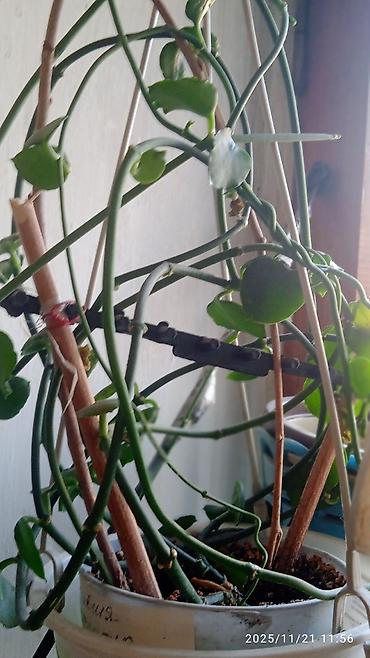 Хойи: Коллекционные хоии (Hoya) – несколько разновидностей в горшках и — 9