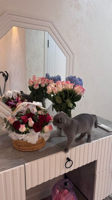 кошка домик: Скотиш Фолд (Шотландиялык шалпаң кулак), 7 айлык, Ургаачы, Кызгылт көгүш