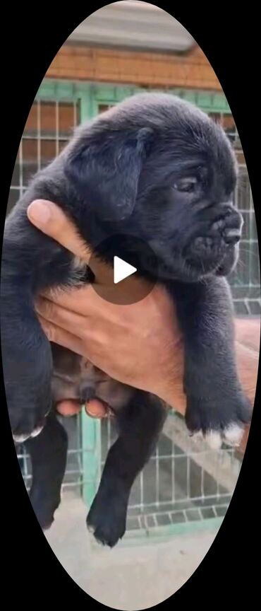 сколько стоит кане корсо: Kane-Korso, 1 ay, Erkek, Peyvəndli, Ünvandan götürmə