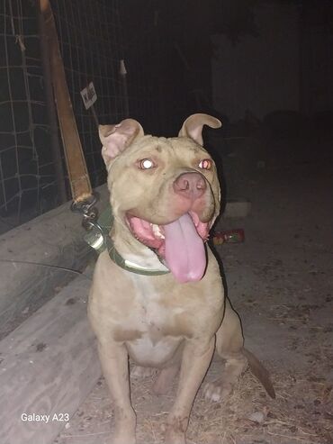 simmental ineklerin satisi: Pitbul, 1 il, Erkek, Peyvəndli, Ünvandan götürmə, Ödənişli çatdırılma