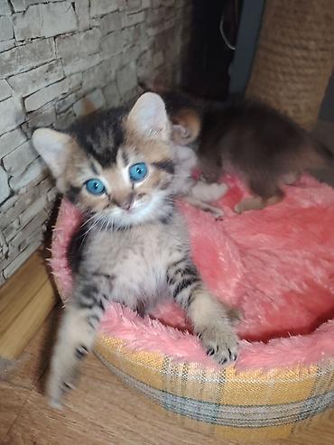 pişik elanları: Qızıl şinşilla, Erkək, Yaxşı əllərə, Ünvandan götürmə — 2
