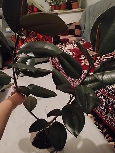 каучуконосный фикус: Фикус эластика (Ficus elastica, каучуконосный) в горшке. - Крупные — 1