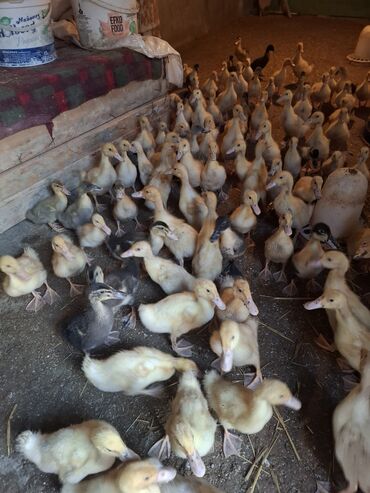 Ördəklər: 107 dene yawil baw ordek 23 gunukdu 3 .70 1 densi cem satlir unvan — 11