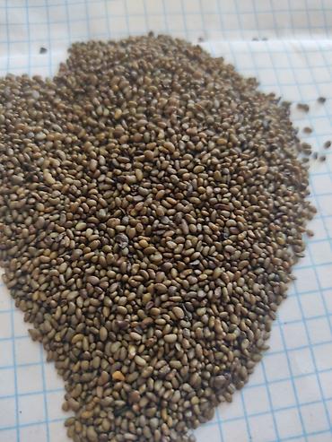 Люцерна: Беде Урук,семена люцерны люцерна высший сортсемена клевера для — 9