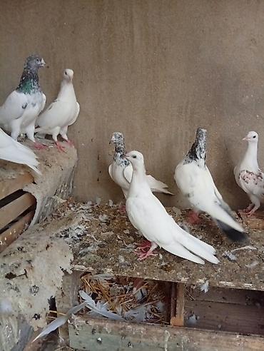 derzi quşu: Göyərçinlər satılır cutu manatdır 15 manatdır ünvan hövsan — 8