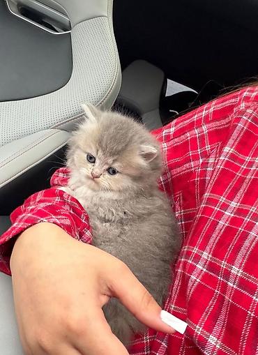 Pişiklər: Şotland — 7