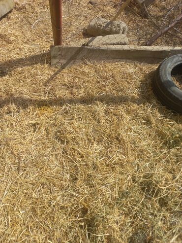 Qoyunlar, qoçlar: Fermada yetişdirilmiş, müxtəlif rənglərdə olan qoyunlar. Sağlam və — 4