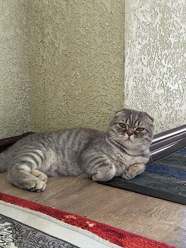 английский короткошерстный кот: Шотландская вислоухая кошка (Scottish Fold), окрас серый мраморный — 2