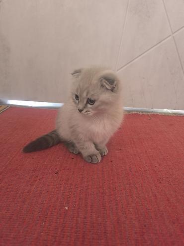 кошка шотландская вислоухая: Шотландский вислоухий котёнок (Scottish Fold) - Окрас — 1