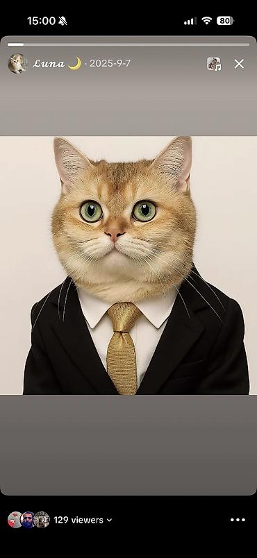 Pişiklər: Şinşilla, Erkək, Cütləşmə üçün — 1