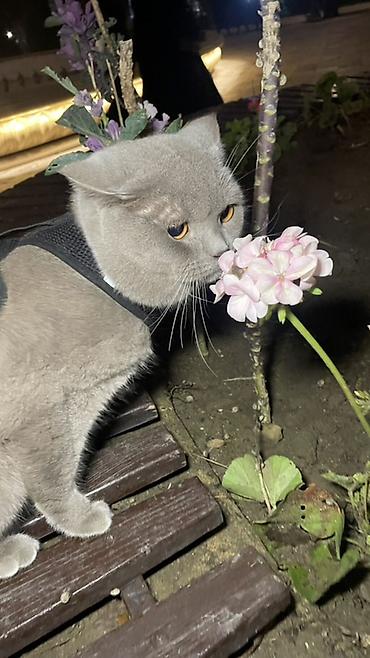Кошки: Британская, Самец, Для вязки — 4