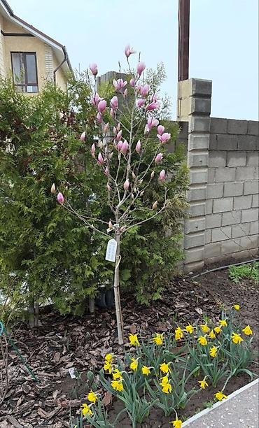 Магнолия: Магнолия - суланжа GENIE Магнолия с закрытой корневой системой — 17