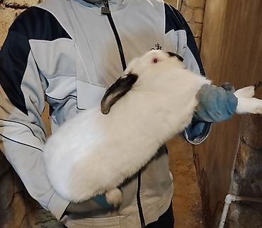 Dovşanlar: 🐇 Velikan və Kaliforniya Dovşanları Satılır Təmiz qan xəttindən olan — 11