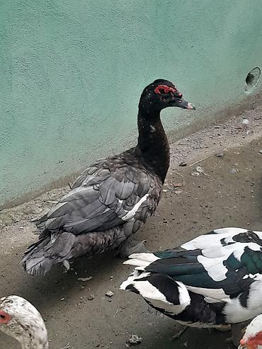 ördəyi: Kom halda hamsi 20 manatdan xoruzlu fereli tek tek 15 20 manat fereler — 10