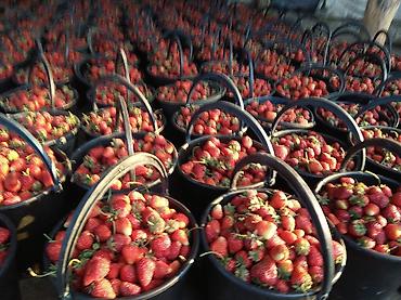 Другие специальности: Ищу рабочих на поле можно семейный.Работа на поле разно рабочий оплата — 14