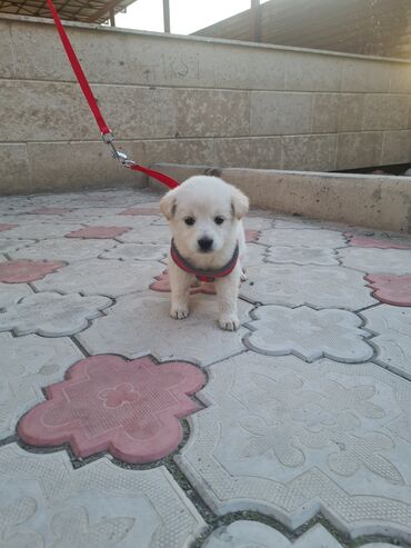 китайская хохлатая собака: Дворняжка. девочка. 2 месяца. в лоток иногда ходит или на пелёнки. а