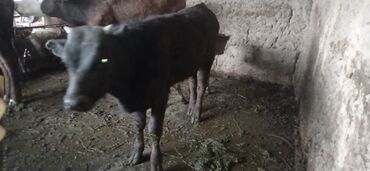 Другие животные: Продаю коровубыка годовалый, телочки 2и теленка 2 месяца цена