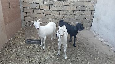 pulsuz heyvanlar verilir: 3 baş keçi - Növ: yerli süd və ət istiqamətli keçilər - Rənglər: 2 — 2