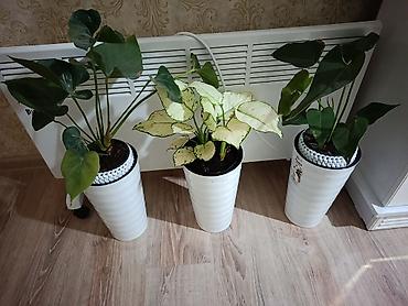 микориза купить: Комнатные растения в декоративных кашпо 1) Антуриумы (Anthurium) - — 4