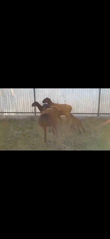 Qoyunlar, qoçlar: Qarabaş/Karakul tipli qoyunlar və quzular - Rəng: tünd qara və — 5