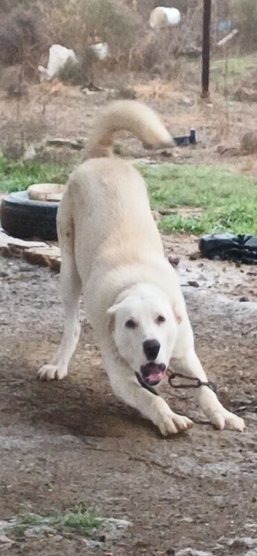 İtlər: Alabay, 8 ay, Erkek, Peyvəndli, Ödənişli çatdırılma — 8