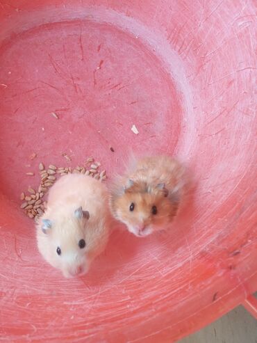 hamster qiyməti: 1 ededi 2 azn
istenilen metroya cattirma 2 azn
cunqarik
hamster
xomyak