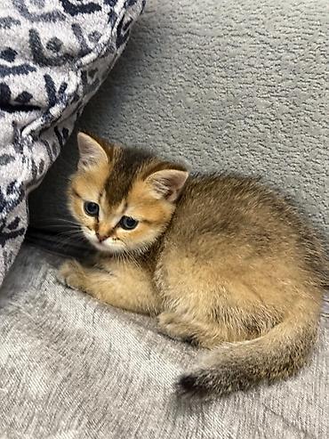 Pişiklər: Şinşilla, Erkək — 5