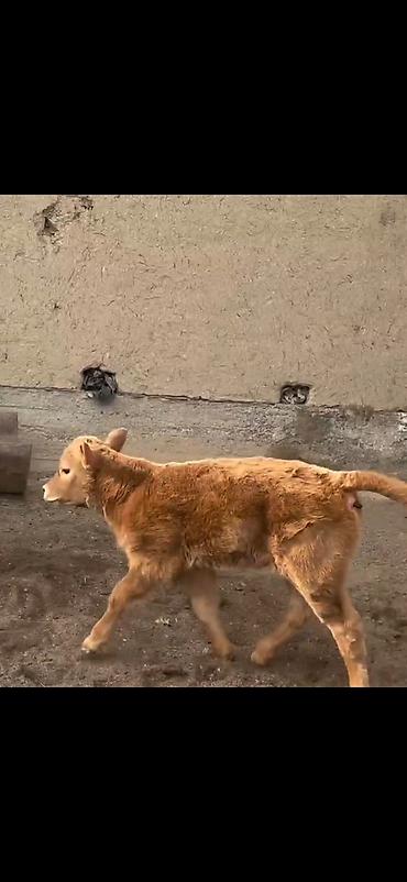 Inəklər, öküzlər: Satlıq heyvan – inək ilə buzov dəsti - Növ: inək və yanında erkək — 4